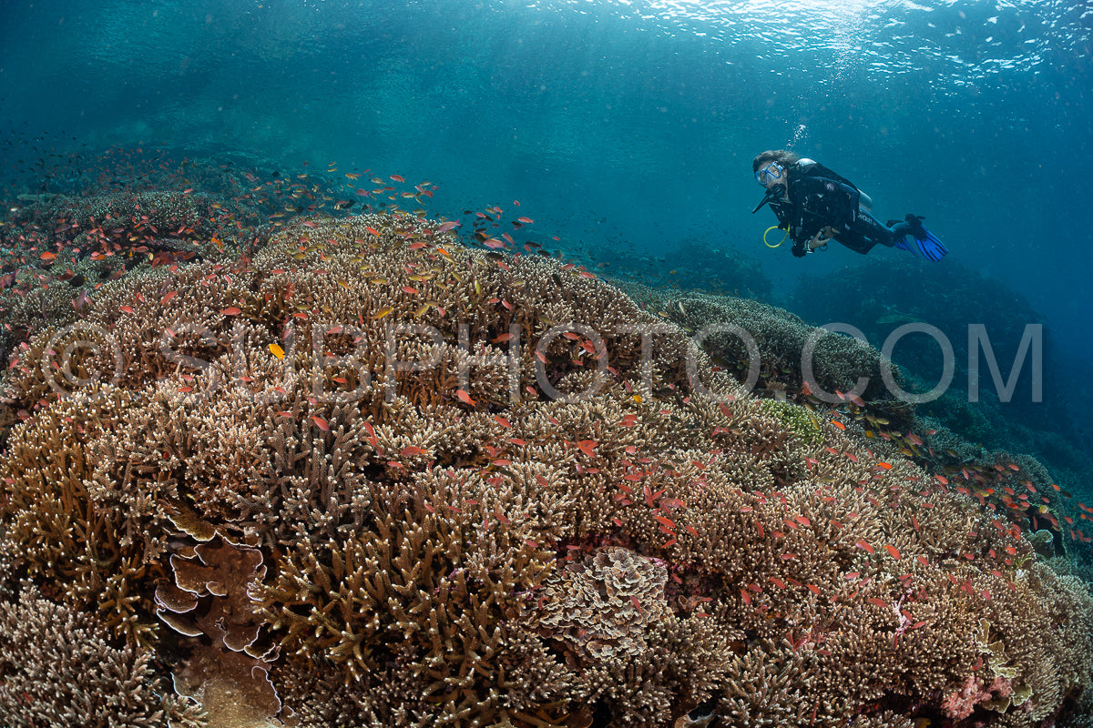 woman diver discovering the beauty of the Komodo National Park caral reef in Indonesia