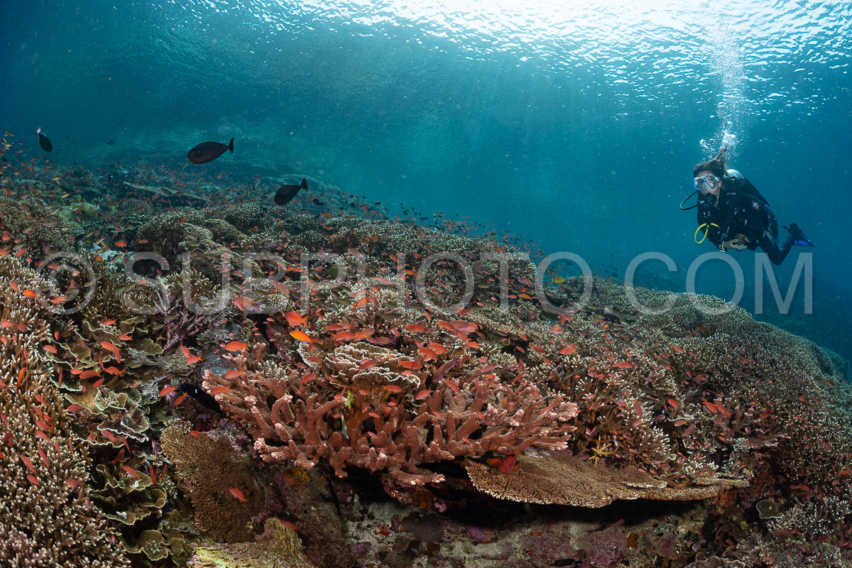 woman diver discovering the beauty of the Komodo National Park caral reef in Indonesia