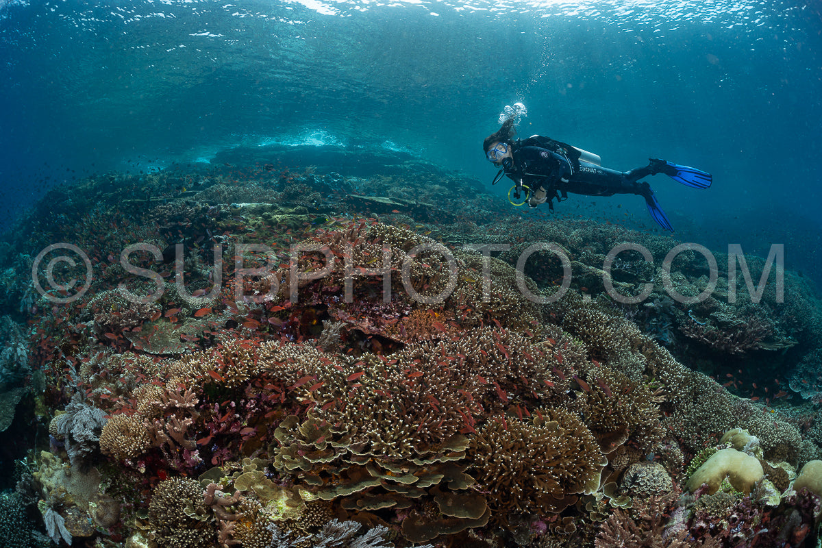 woman diver discovering the beauty of the Komodo National Park caral reef in Indonesia