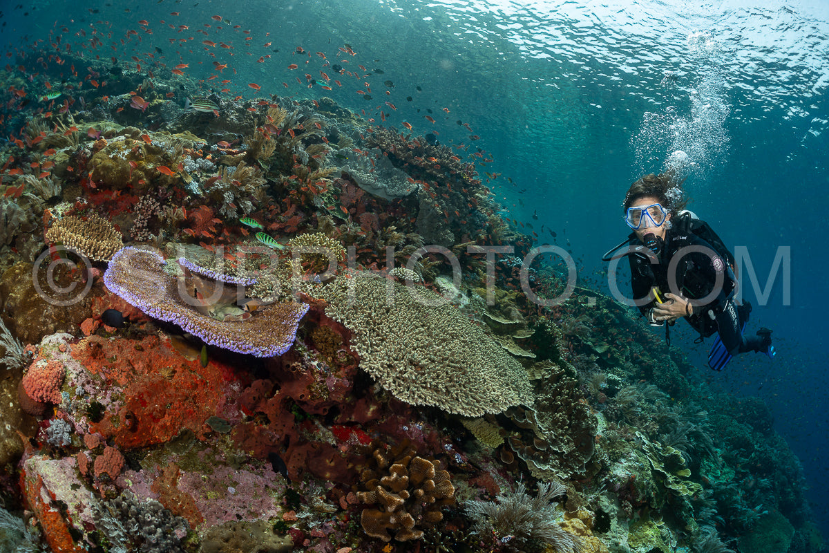 woman diver discovering the beauty of the Komodo National Park caral reef in Indonesia