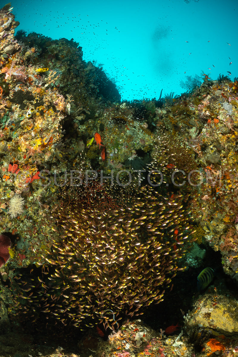 school of glassfish