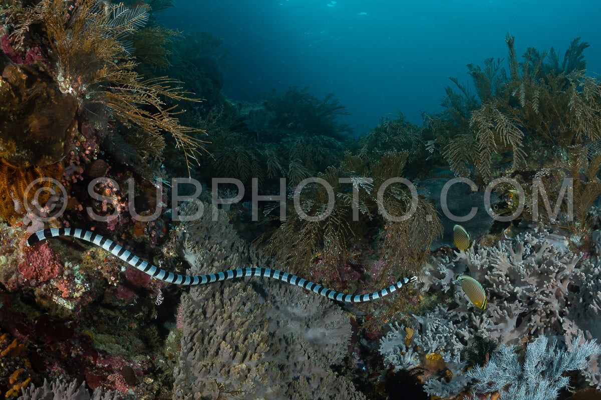 Photo de Serpent krait de mer à lèvres bleues