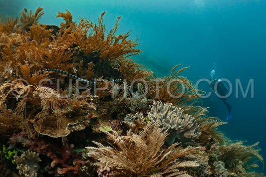 Photo de Serpent krait de mer à lèvres bleues avec un plongeur