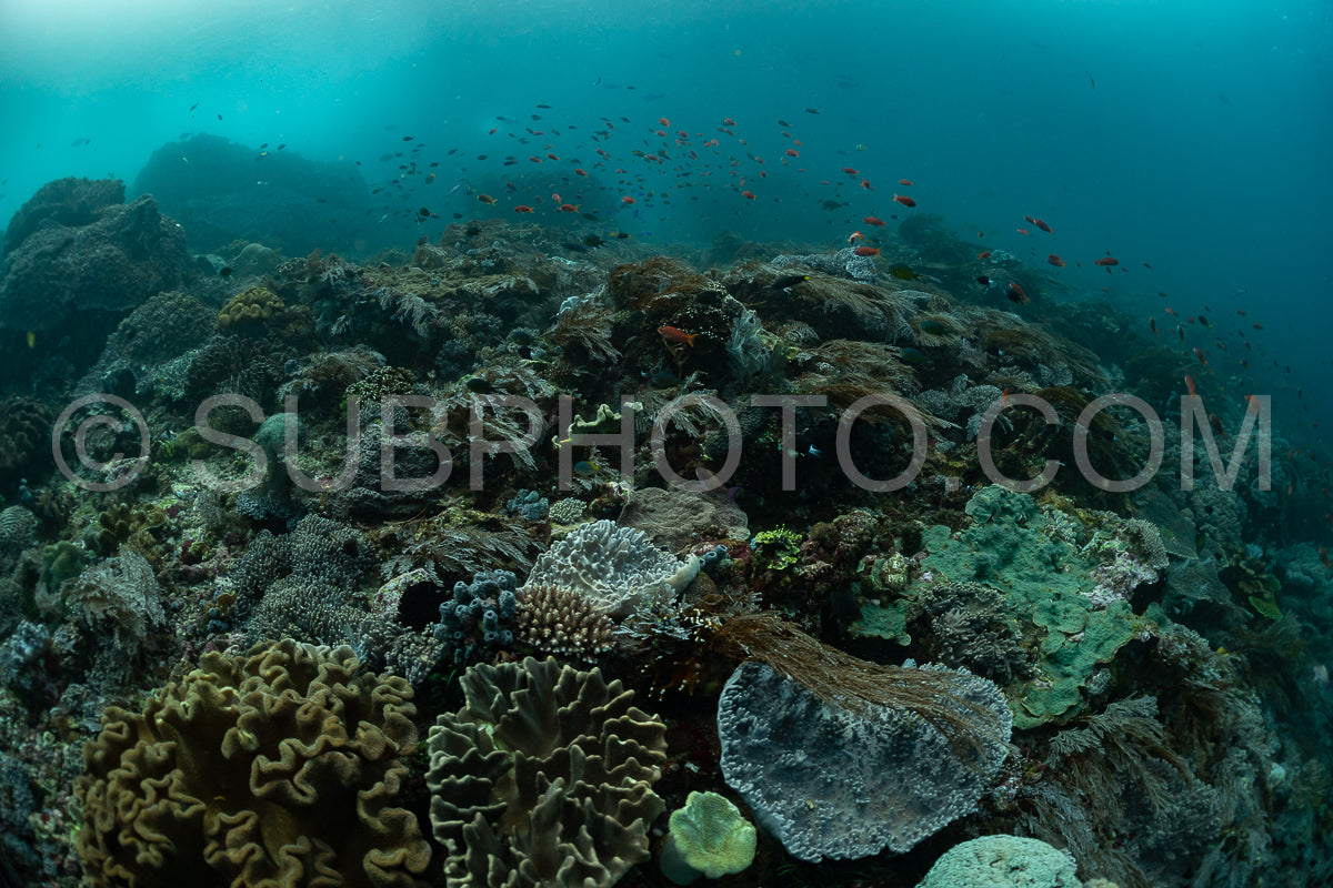 reef scenic with coral with anthias