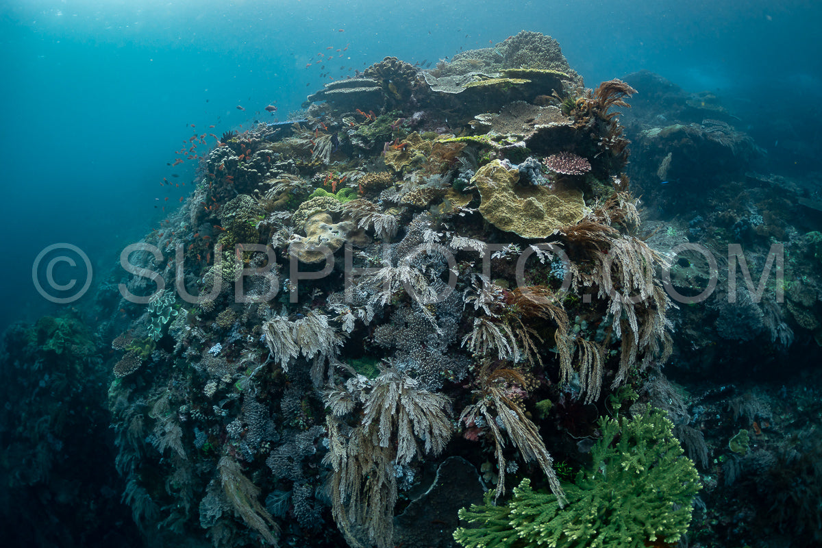 reef scenic with coral with anthias