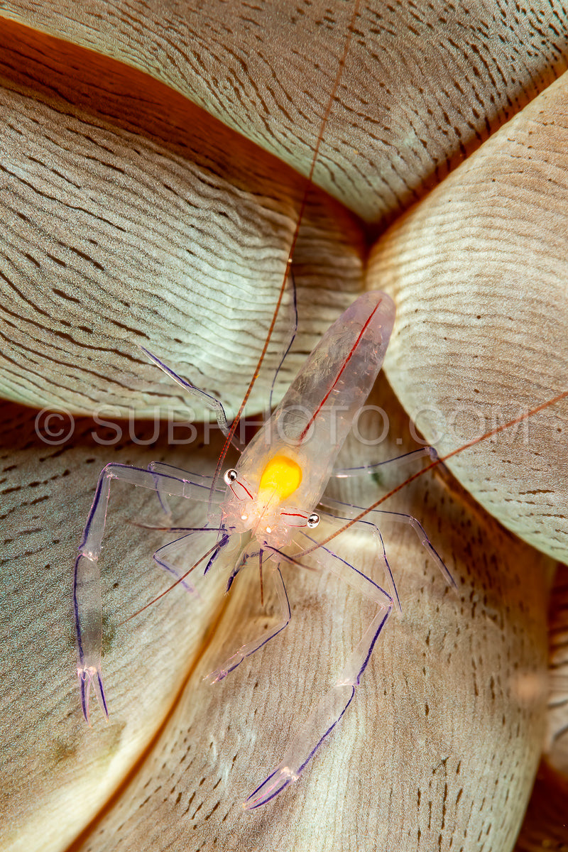 Photo de crevette corail à bulles