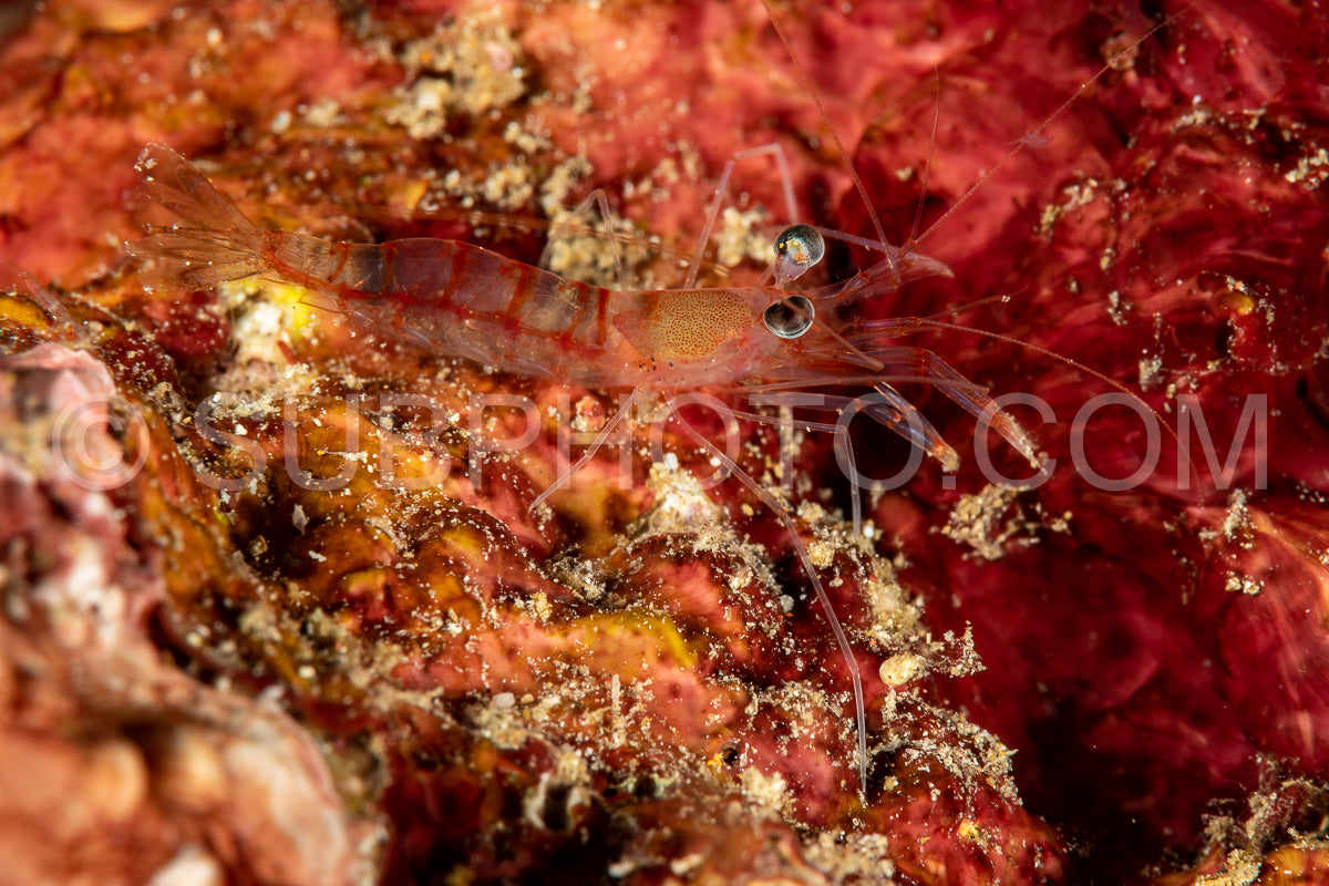 undetermined night shrimp