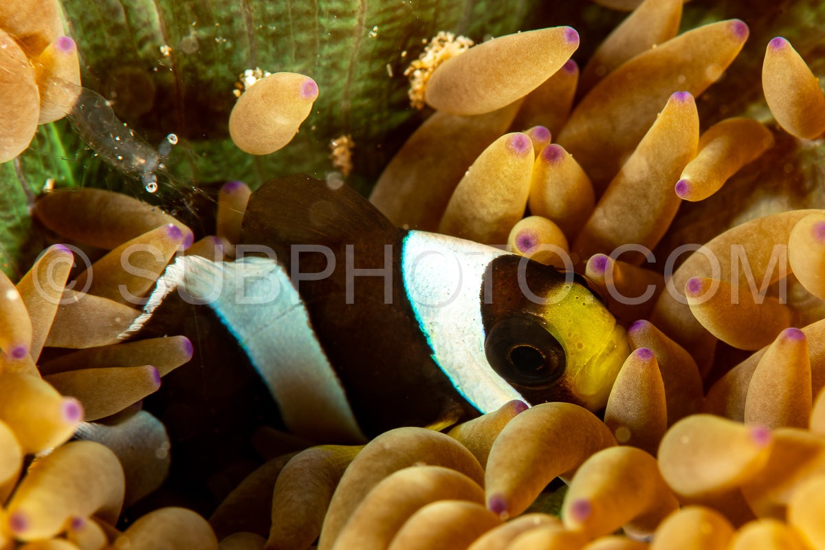 clark's anemonefish