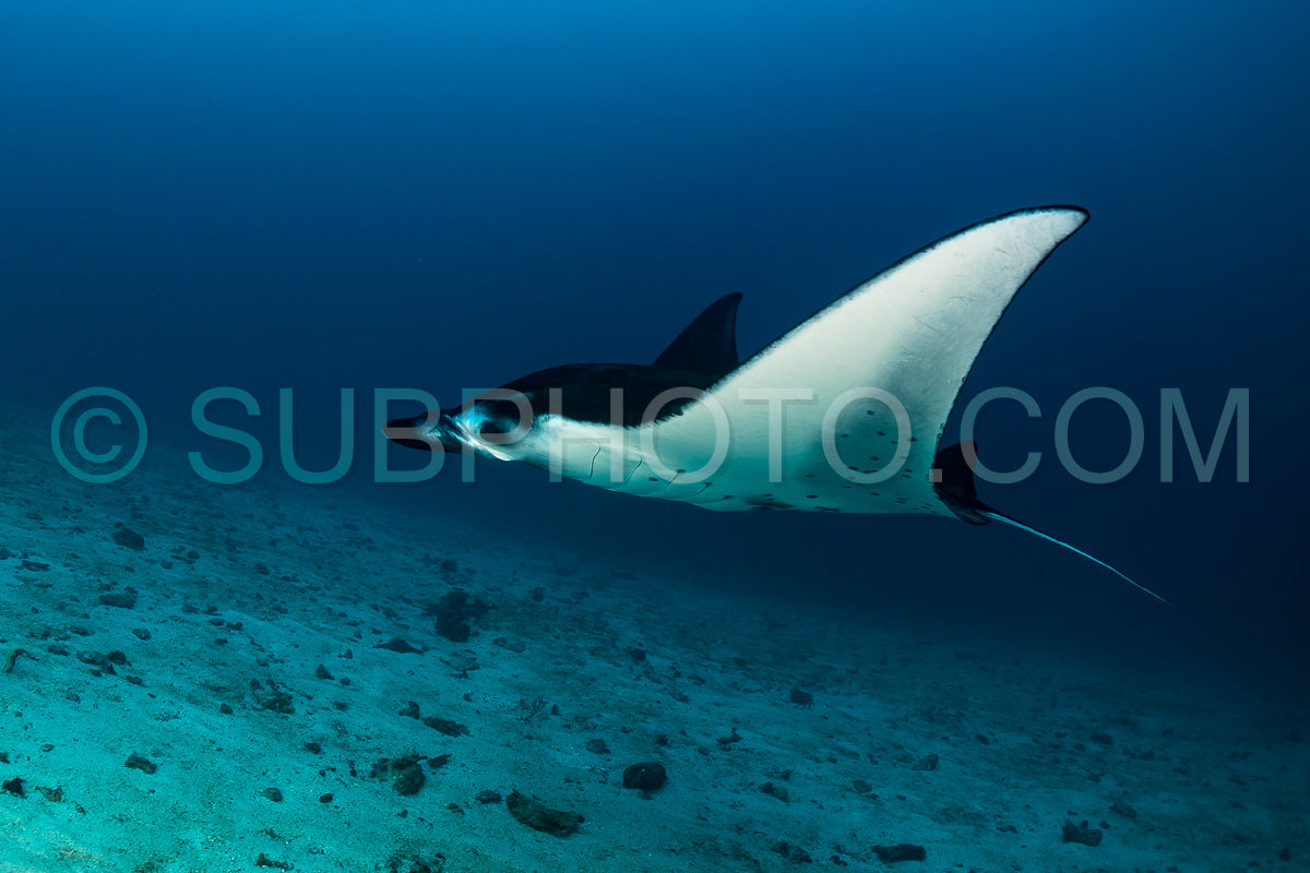 reef manta ray visiting a cleaning station