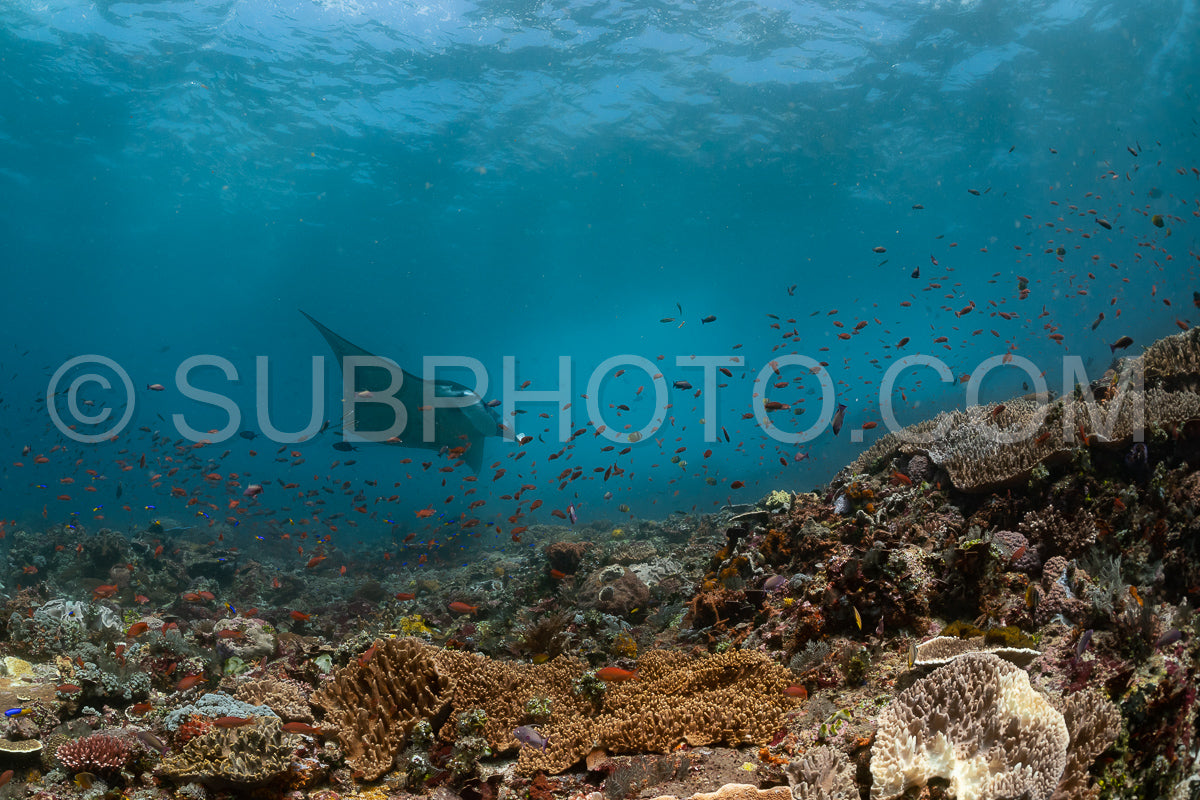 reef manta ray visiting a cleaning station