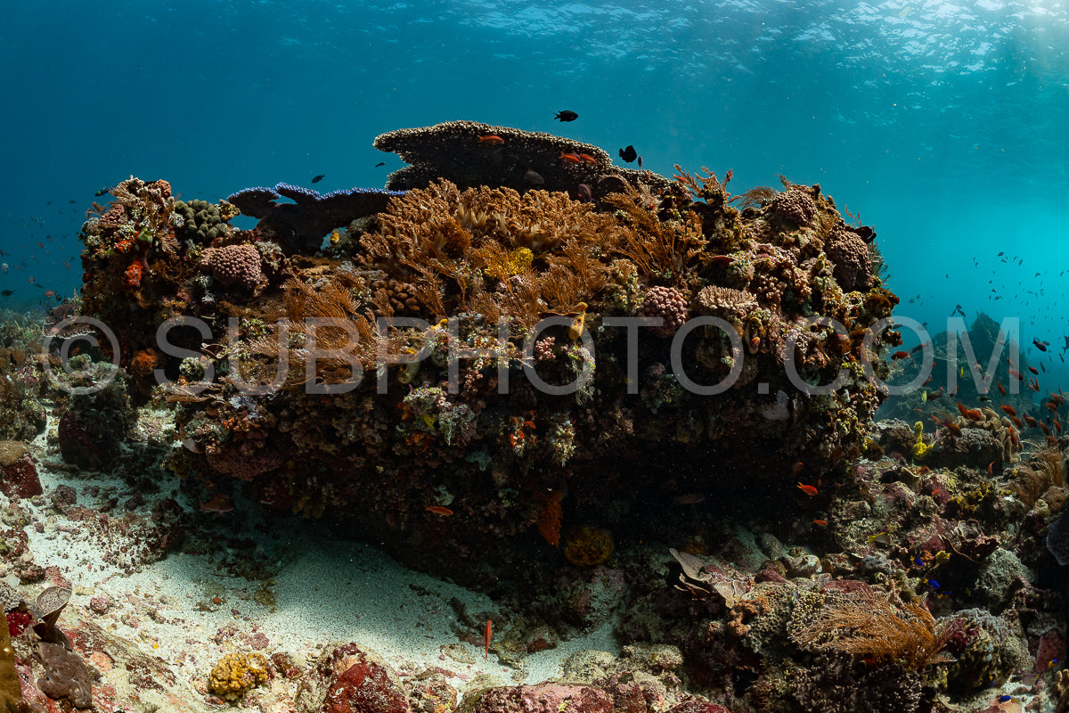 Photo de récif scénique avec corail avec anthias