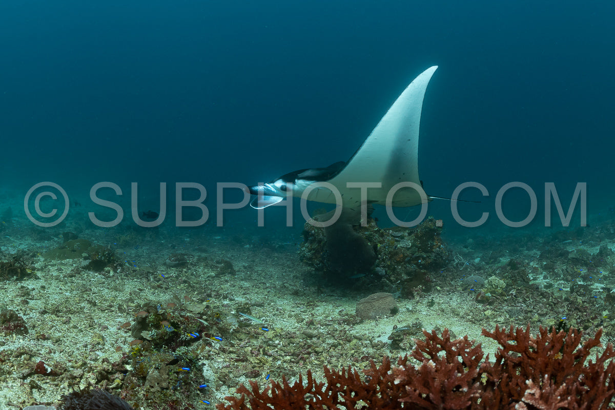 Photo de raie manta de récif visitant une station de nettoyage