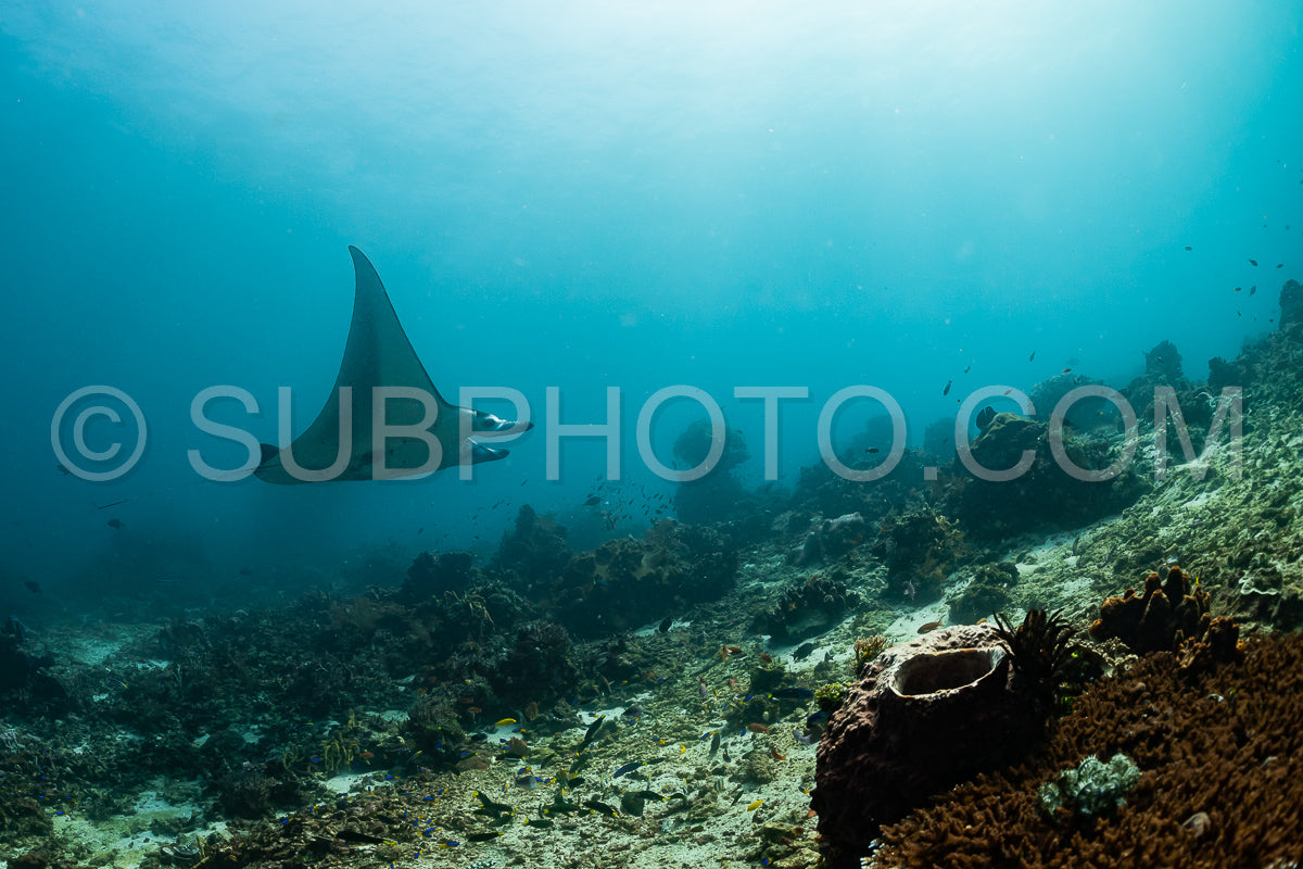 reef manta ray visiting a cleaning station