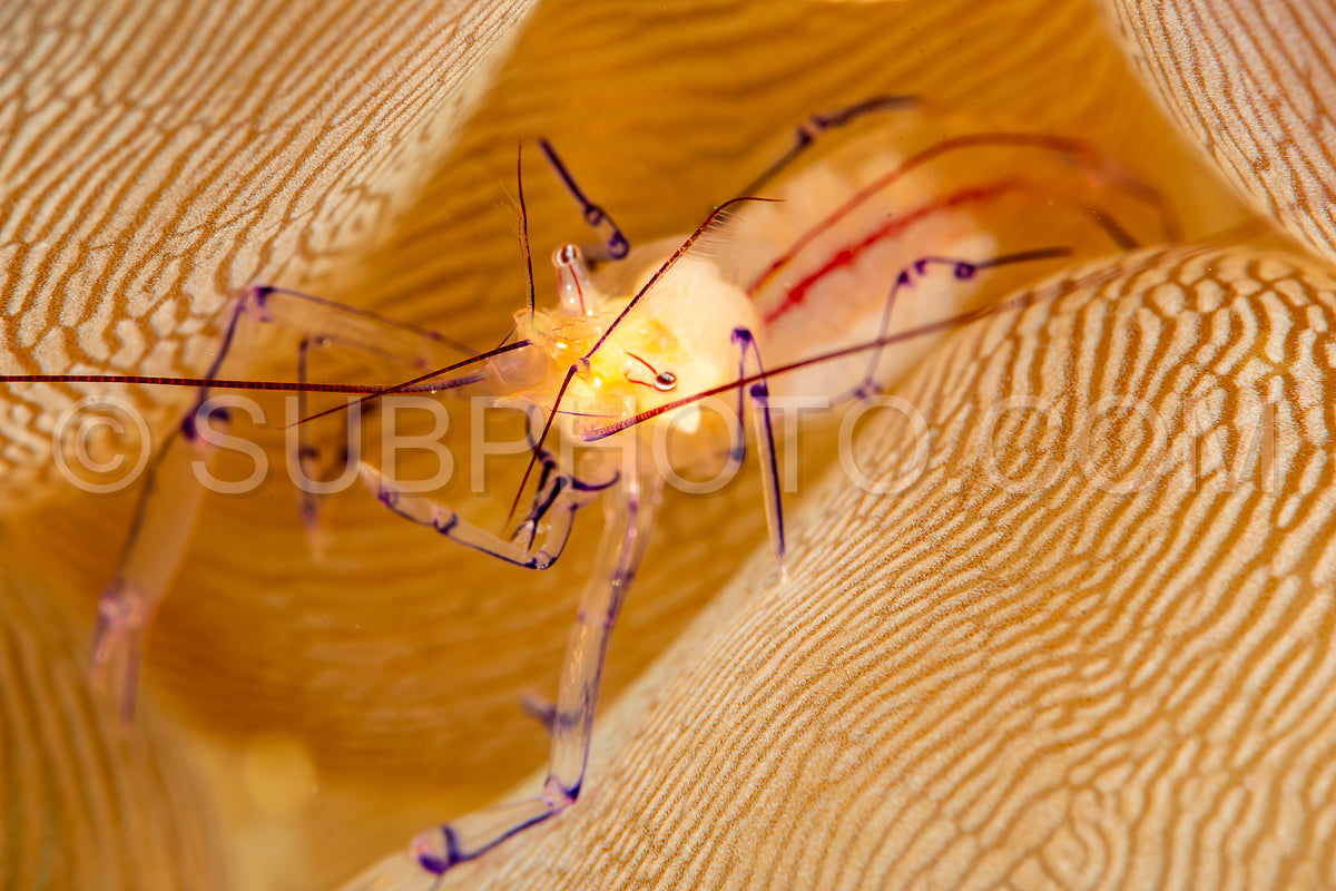 bubble coral shrimp