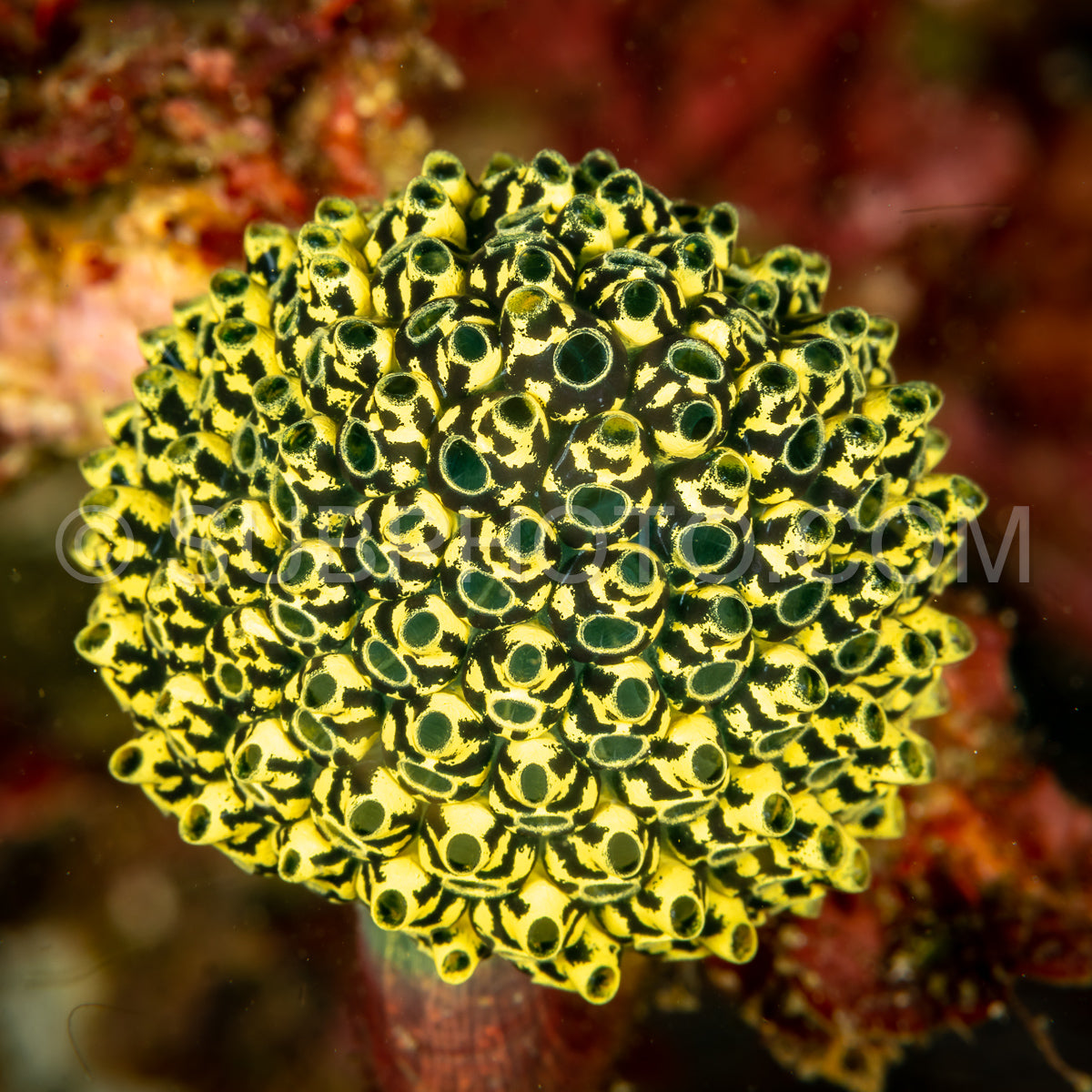 tunicate tunicates