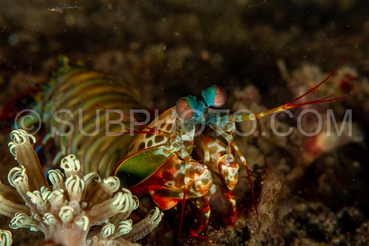 Photo de crevette mante paon