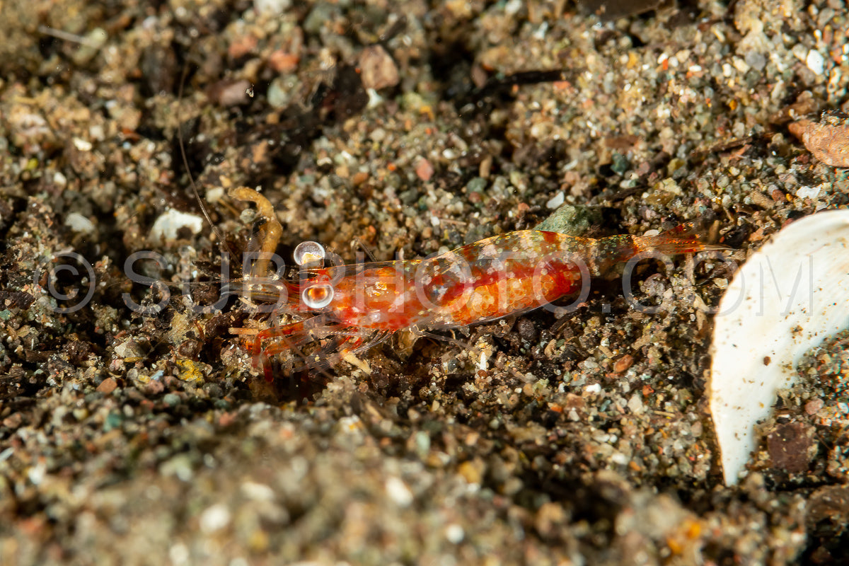 night shrimp