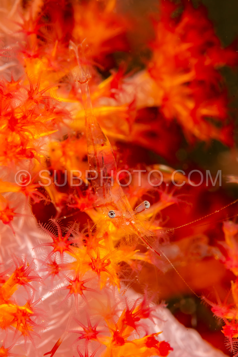 night shrimp on soft coral