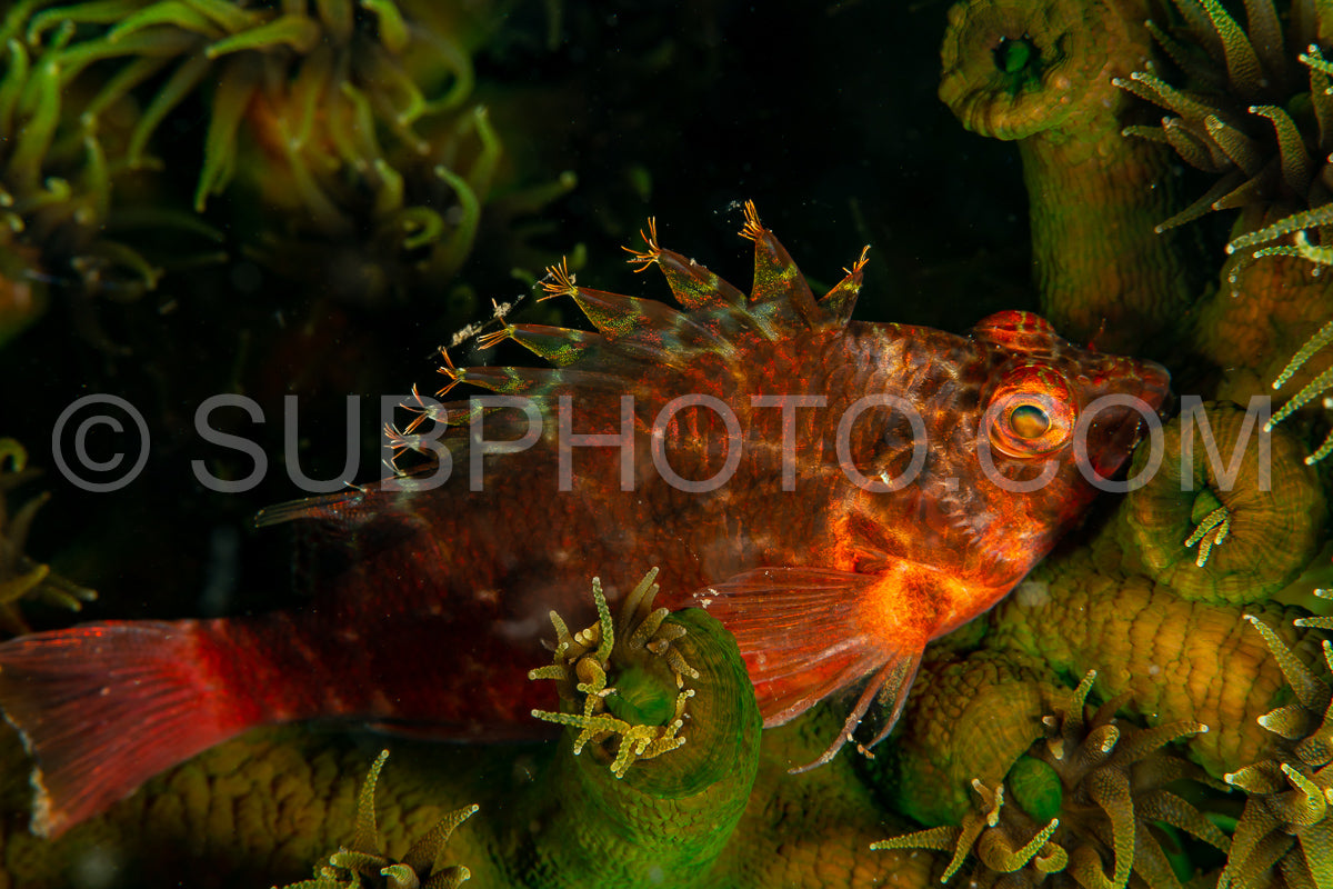 pixy hawkfish