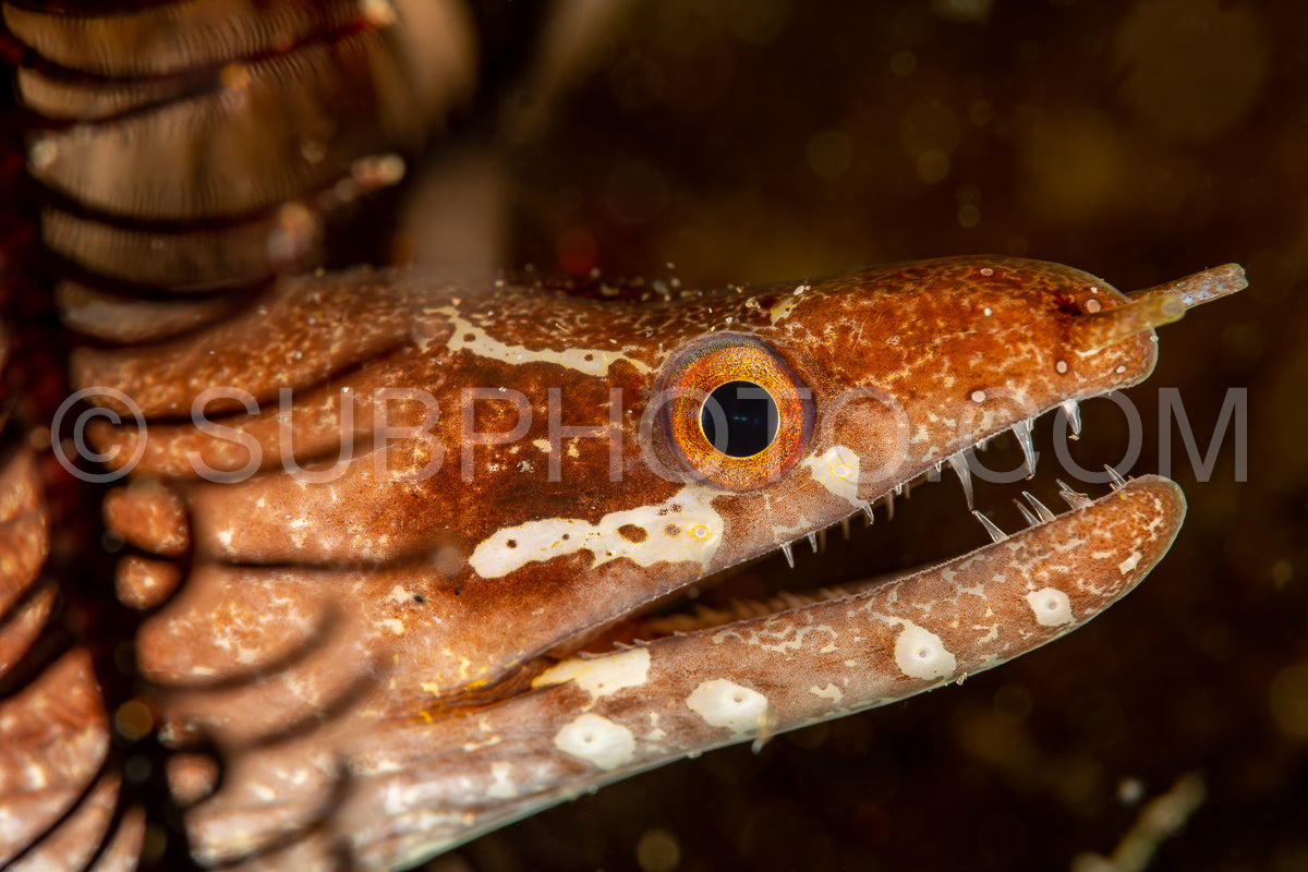 Photo de lune snakemoray