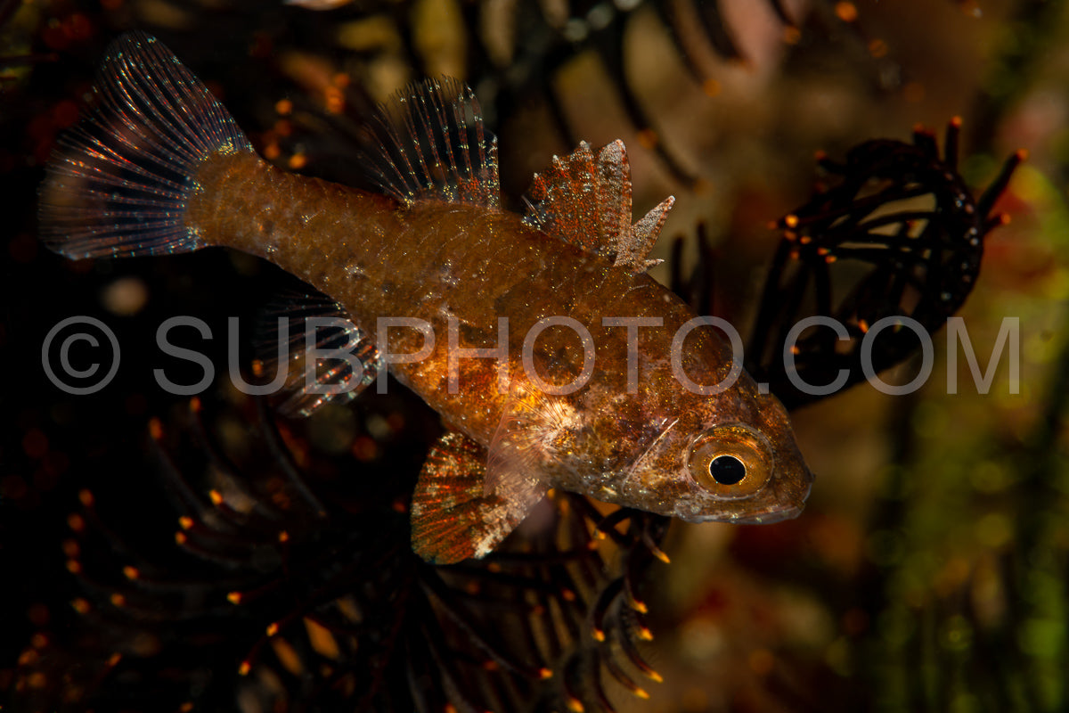 Photo de poisson-cardinal