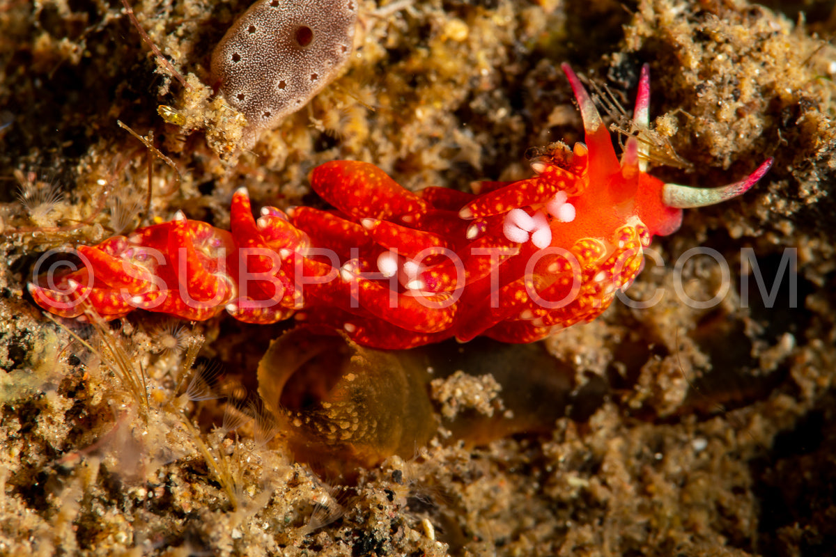 sea slug nudibranch Cuthona Tergipedidae
