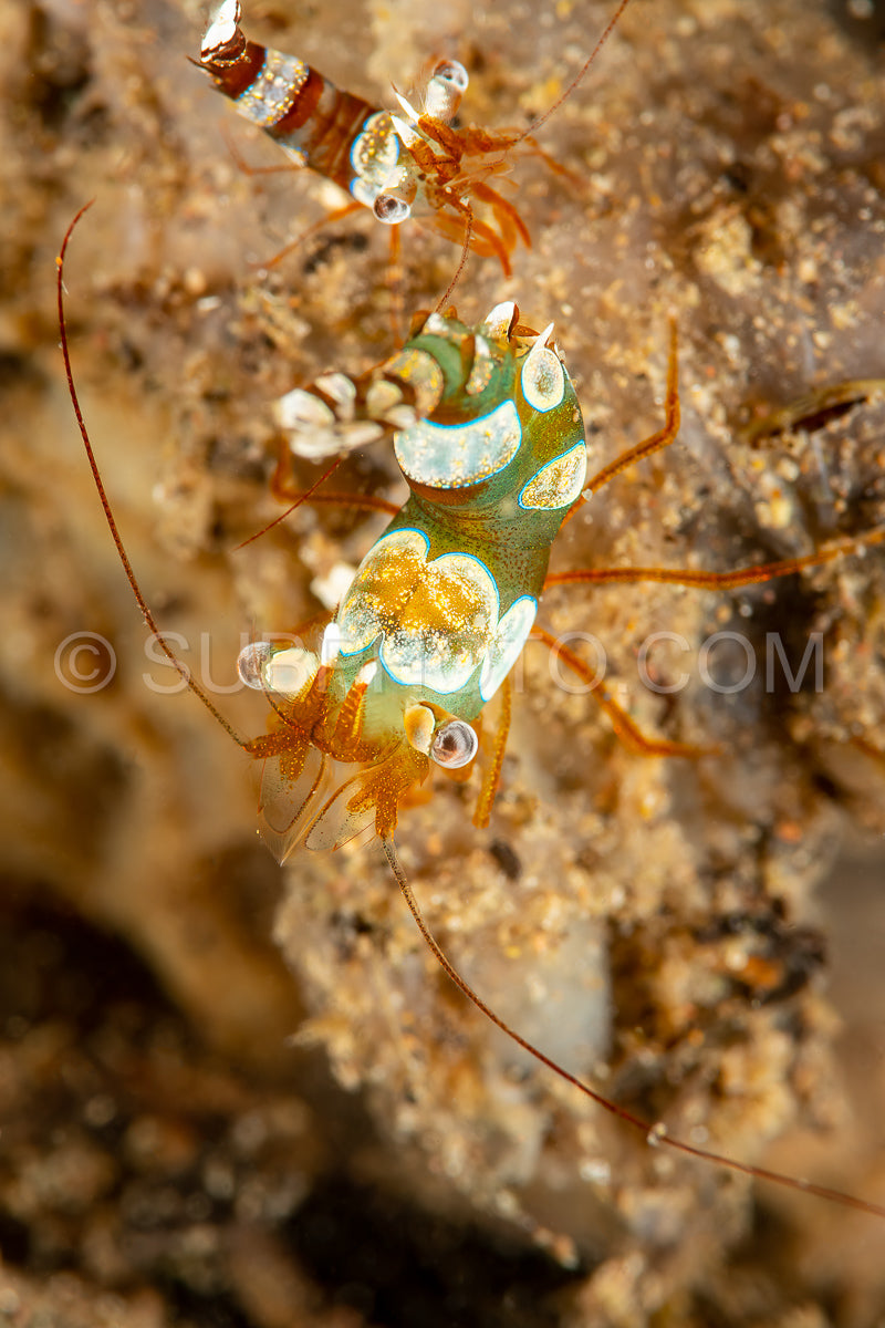 thor squat shrimp