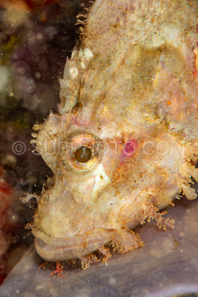 tasseled scorpionfish