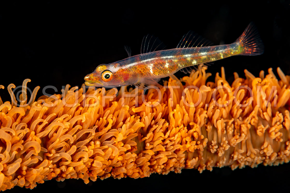 large whip goby