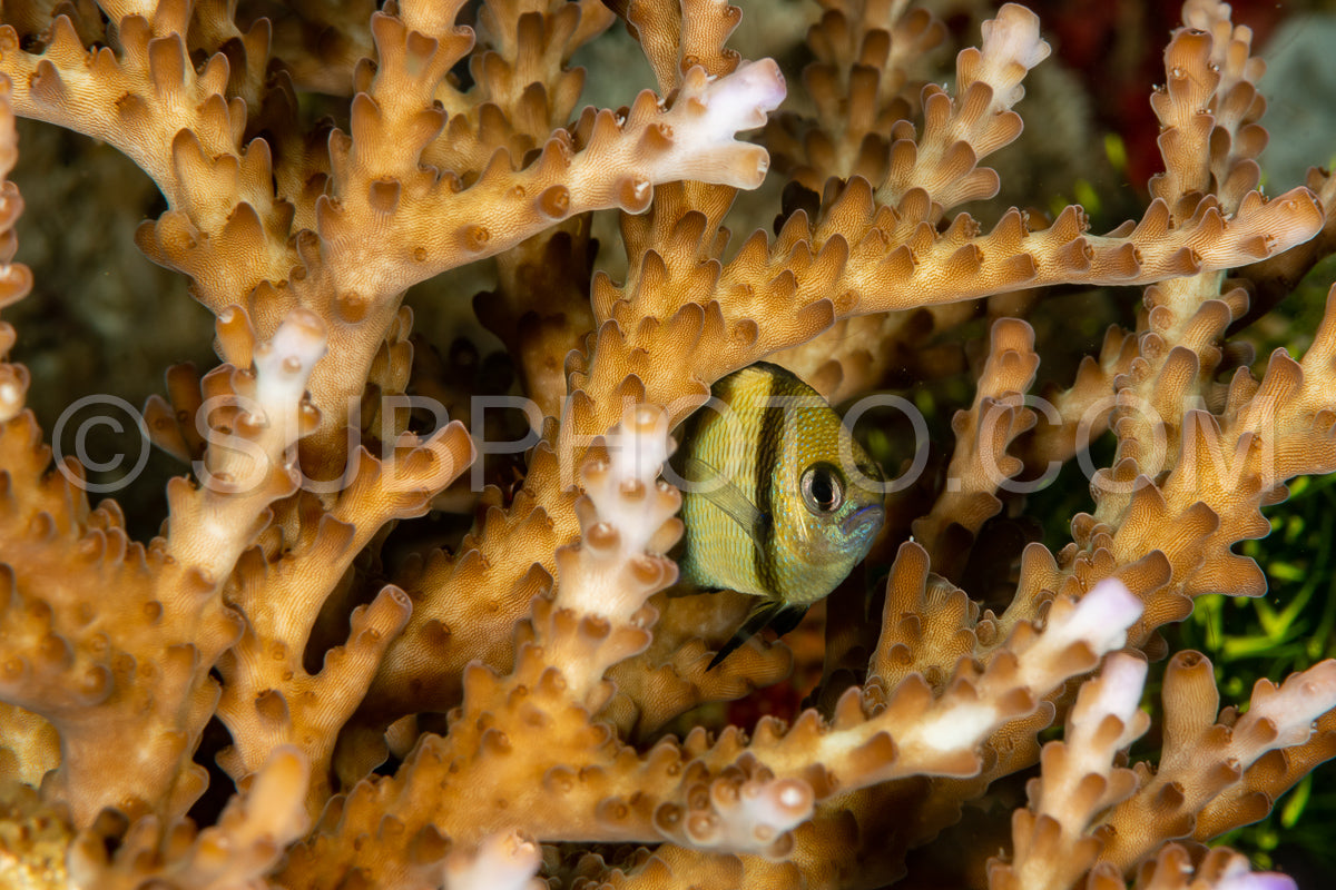 reticulated dascyllus fish