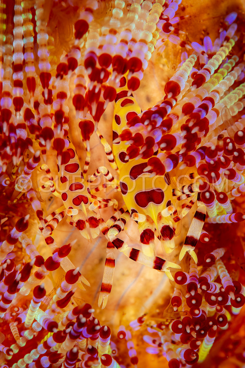 Photo de crevette coleman couple en feu oursin