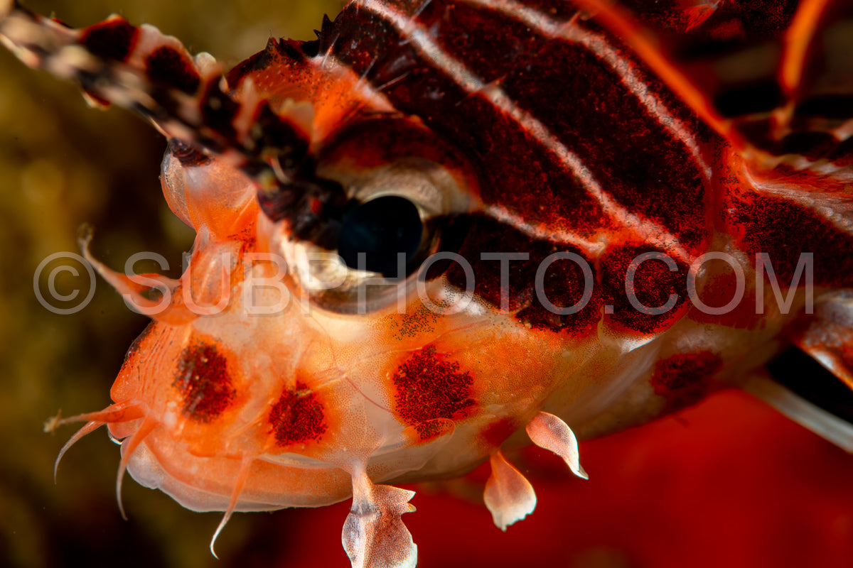 juvenile spotfin lionfish