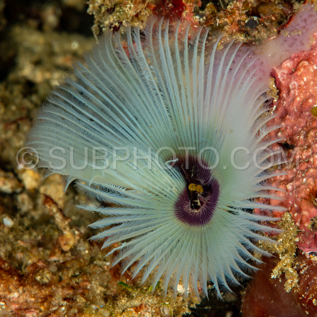 common feather dust worm