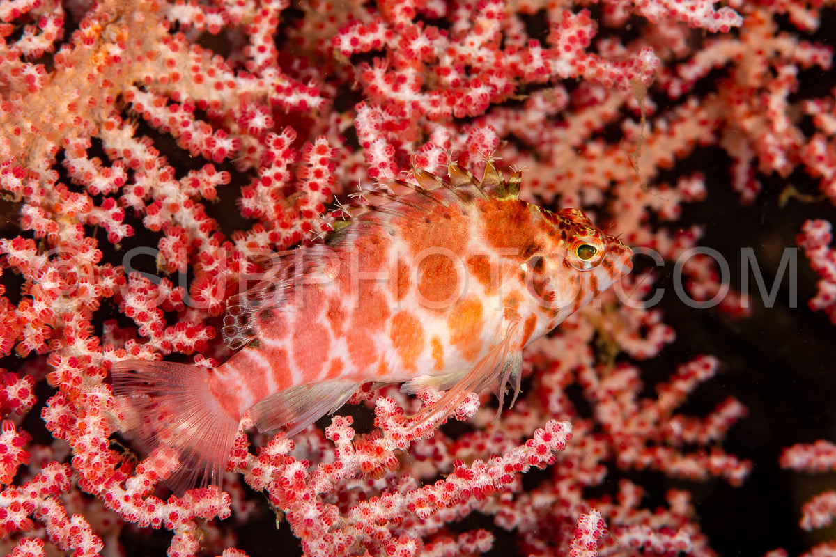 pixy hawkfish