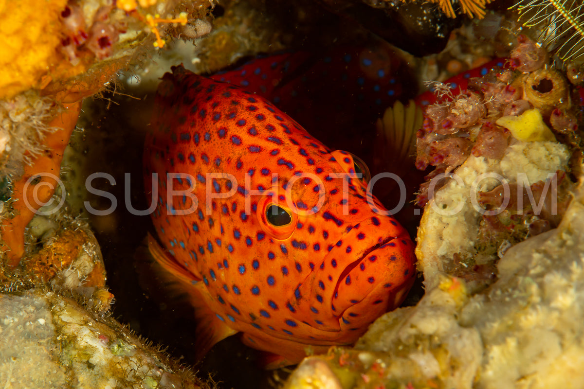 coral grouper