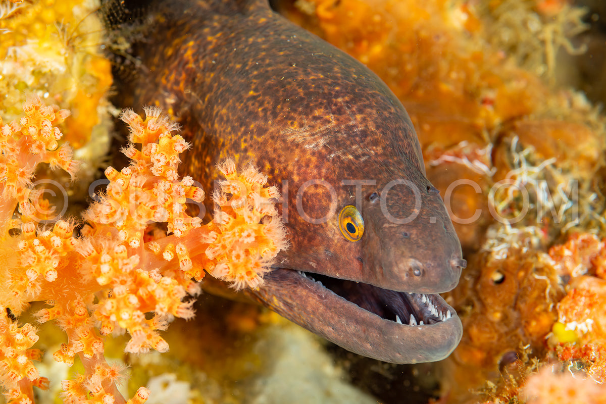 yellow-edged moray or yellowmargin moray