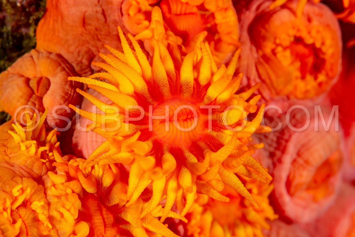 ahermatypic cup coral