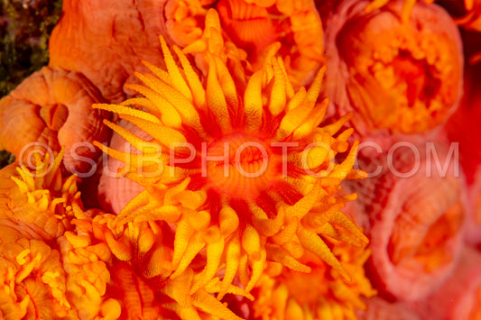 Photo de ahermatypic cup coral