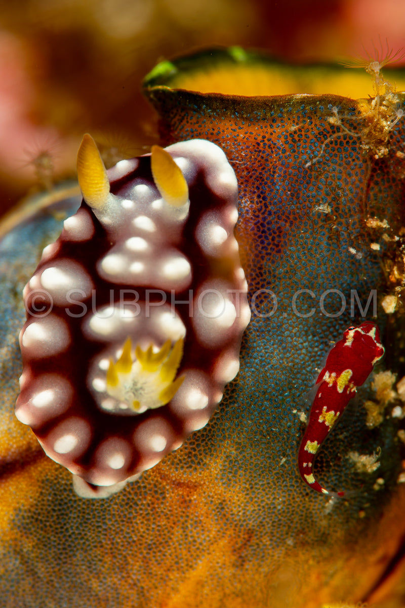 sea slug nudibranch Goniobranchus geometricus