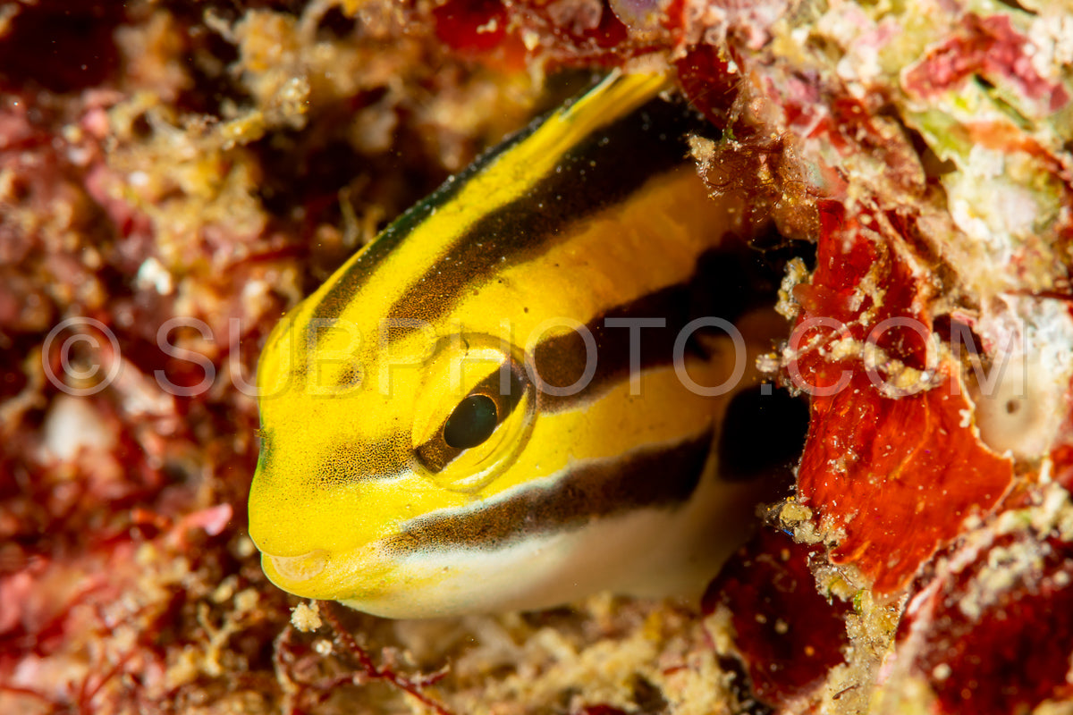 Photo de fangblenny rayé