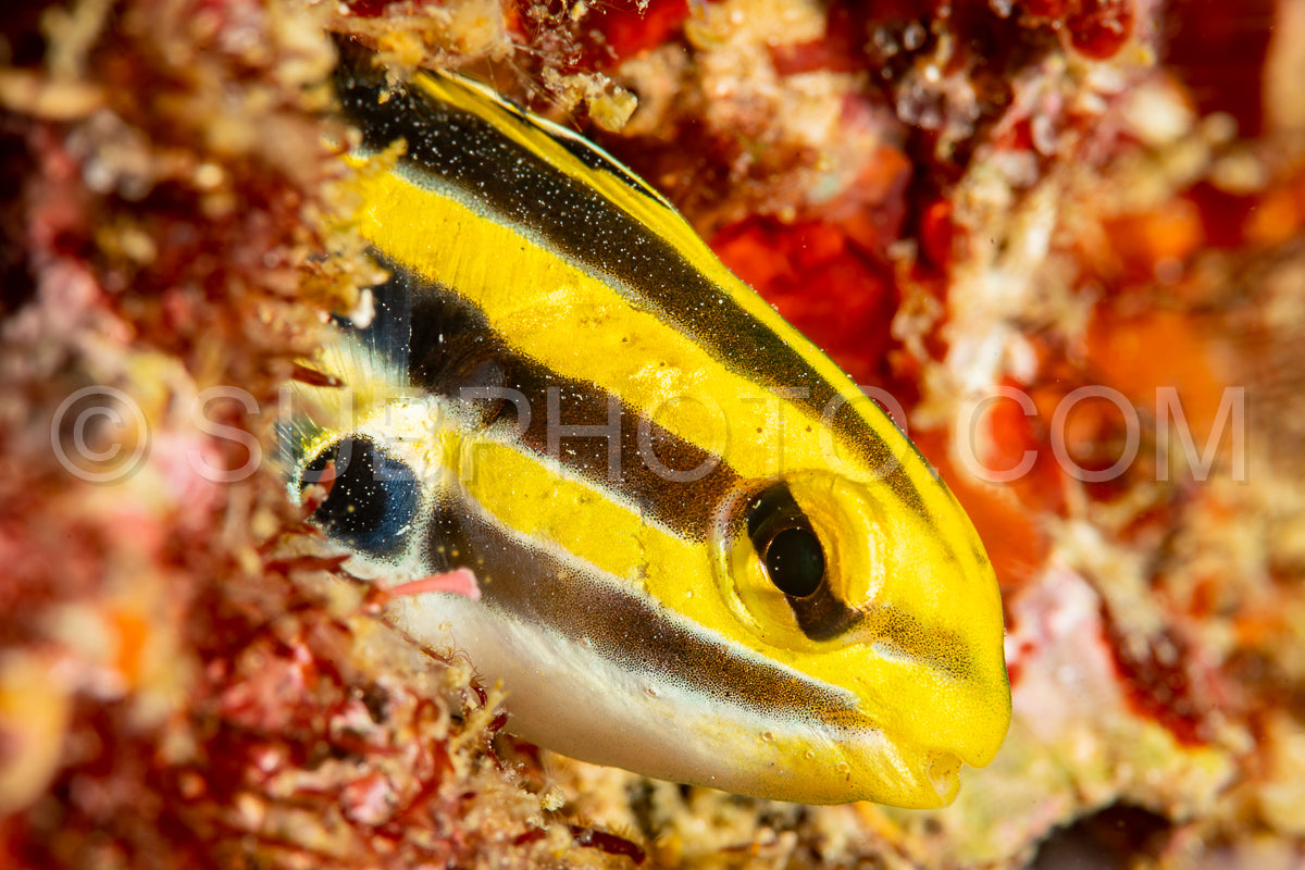 Photo de fangblenny rayé