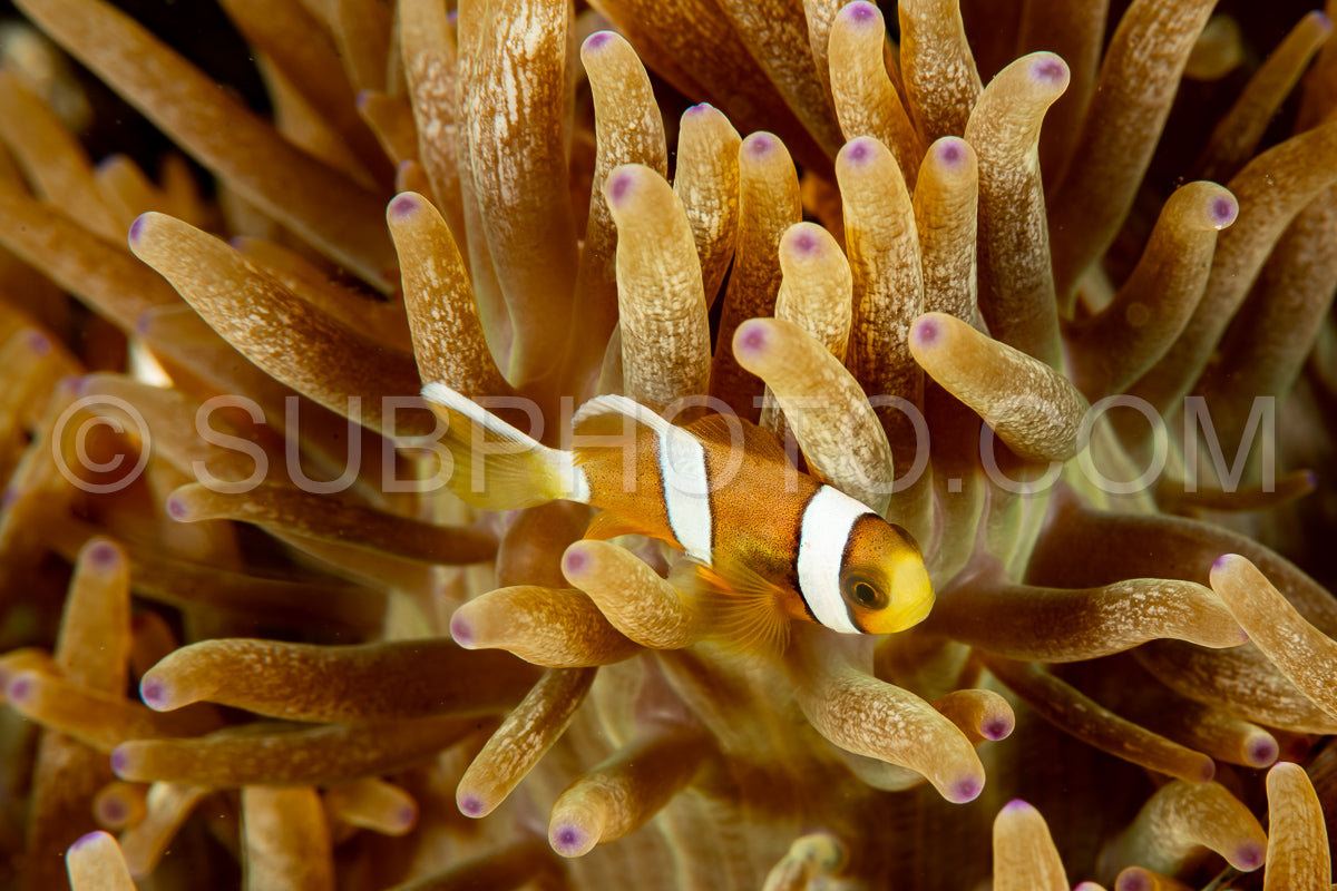 false clown anemonefish
