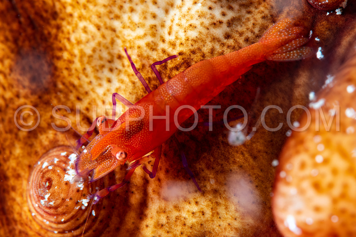 sea star shrimp