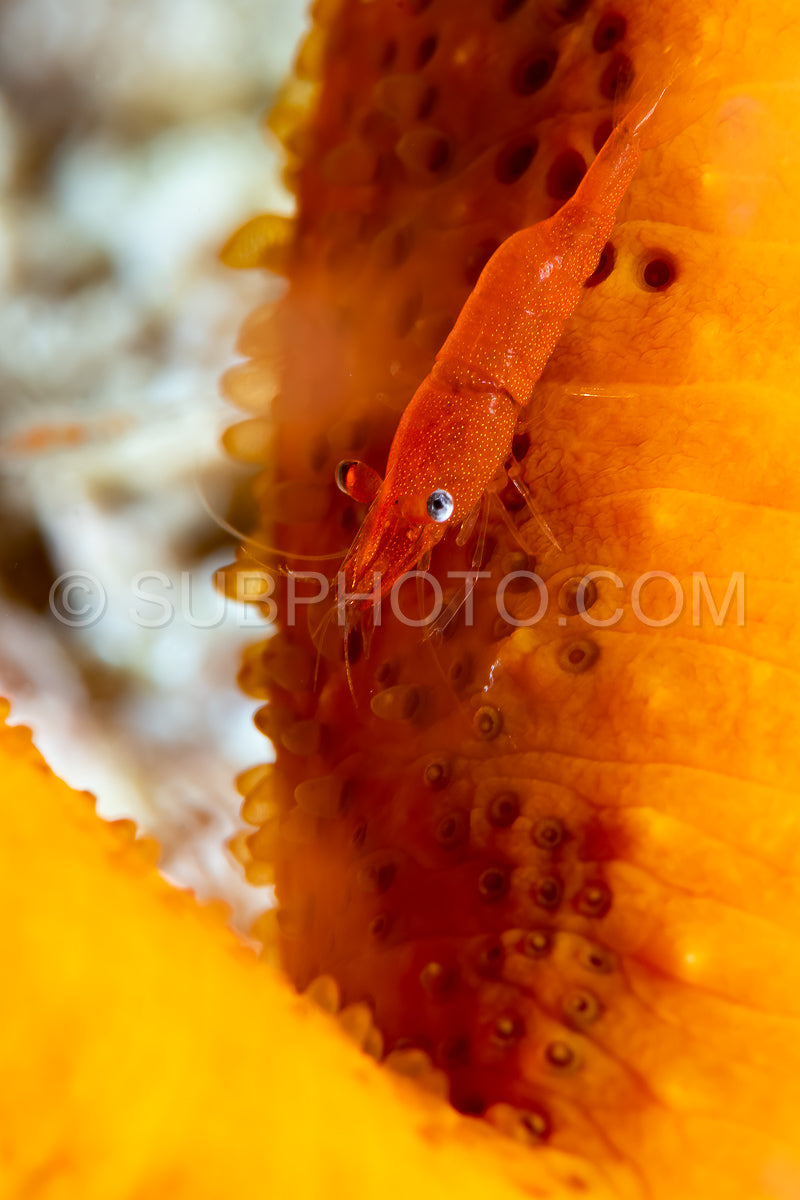 sea star shrimp