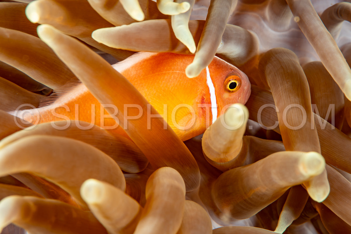 pink anemonefish