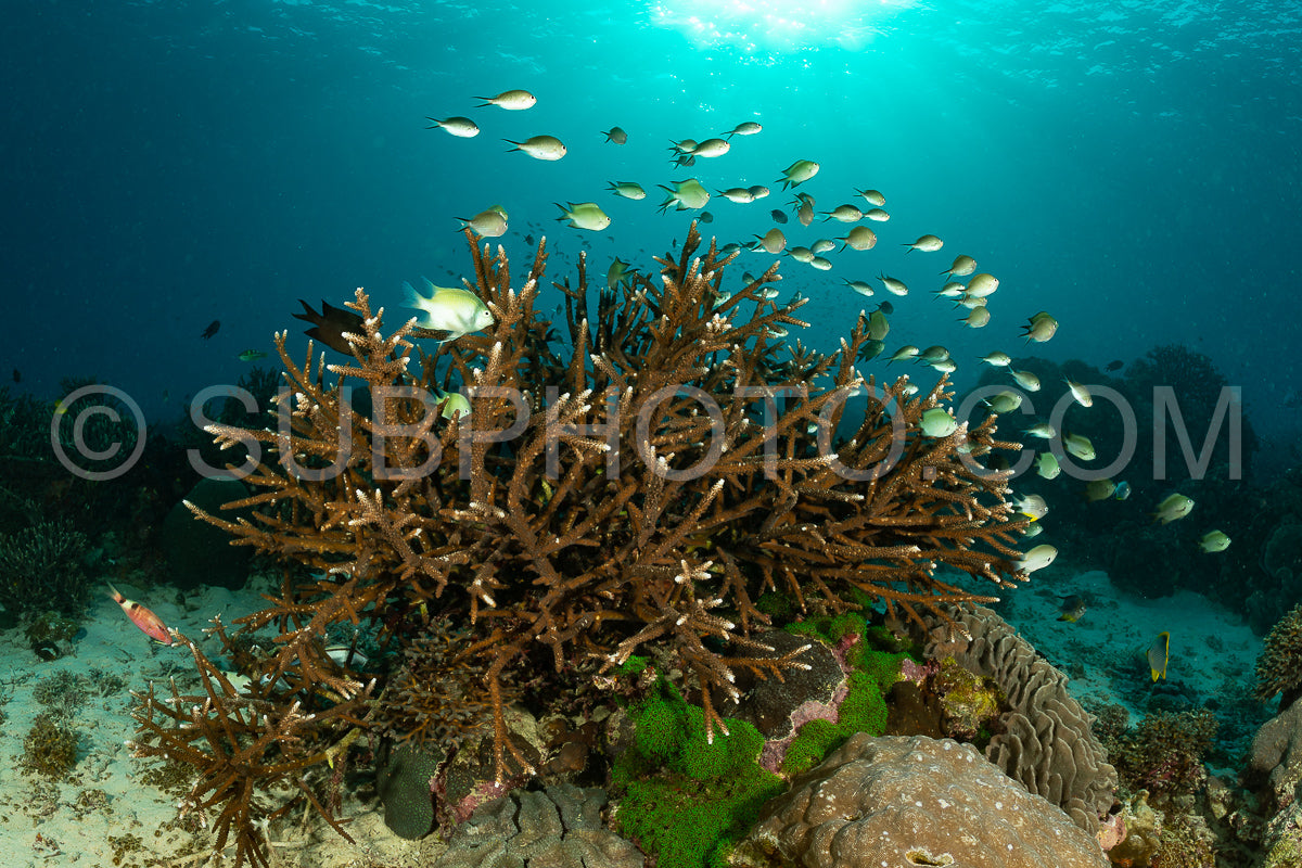 soft and hard coral reef