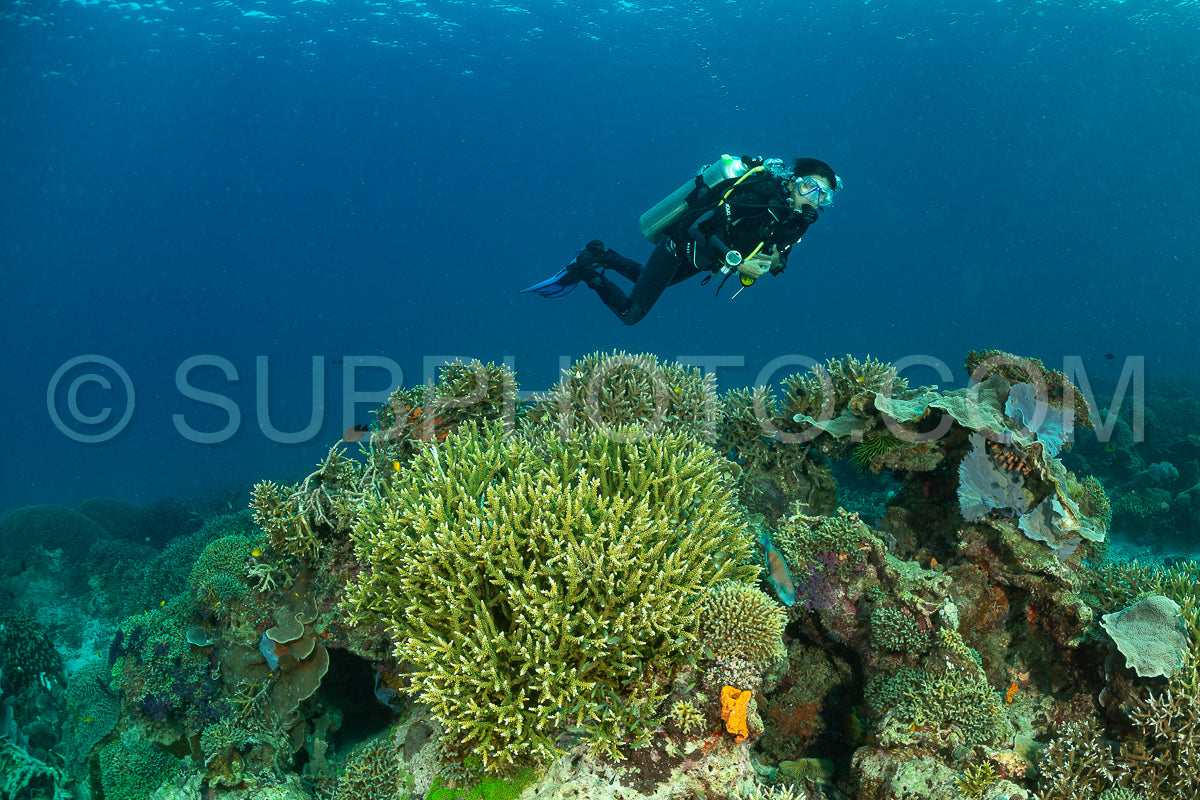 woman diver discovering the beauty of the Komodo National Park caral reef in Indonesia
