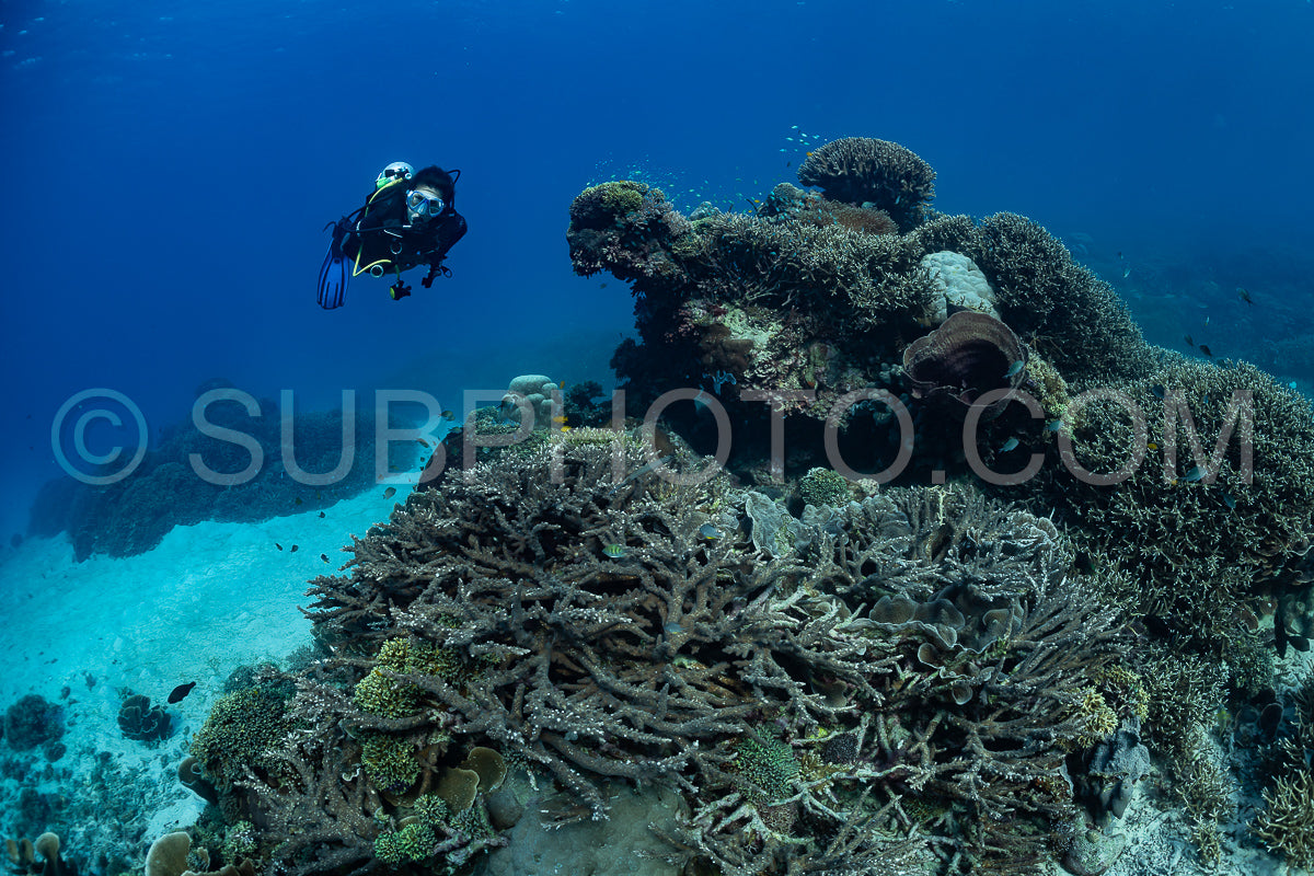 woman diver discovering the beauty of the Komodo National Park caral reef in Indonesia