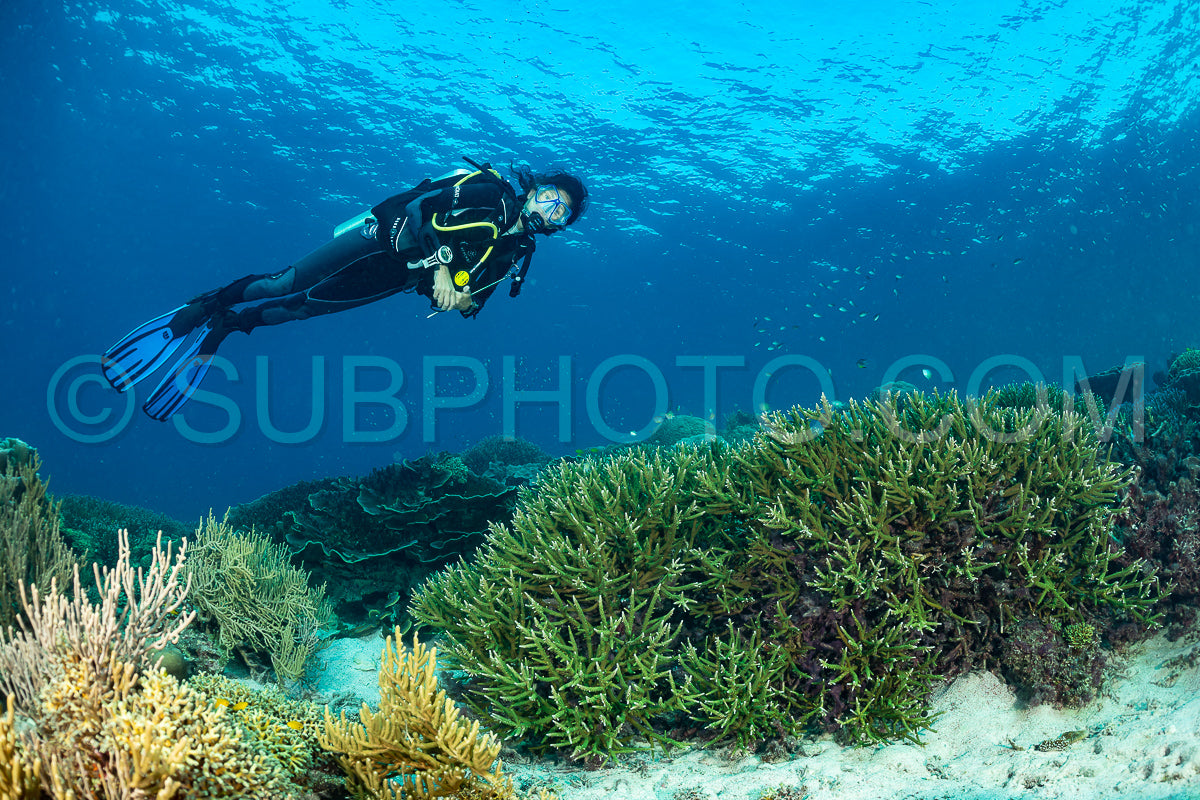 woman diver discovering the beauty of the Komodo National Park caral reef in Indonesia