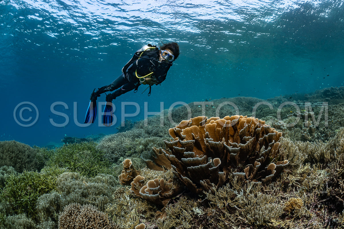 woman diver discovering the beauty of the Komodo National Park caral reef in Indonesia
